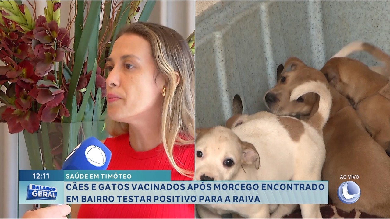 Saúde em Timóteo: Cães e gatos são vacinados após morcego testar positivo para raiva.