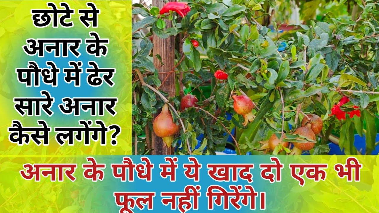 गमले में लगे छोटे से अनार के पौधे में ढेर सारे अनार कैसे लें? Pomegranate care and fertilizer