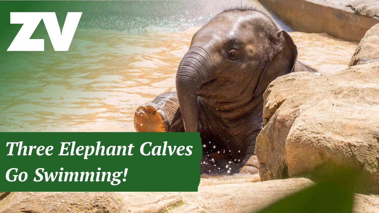 Three Elephant Calves Go Swimming!
