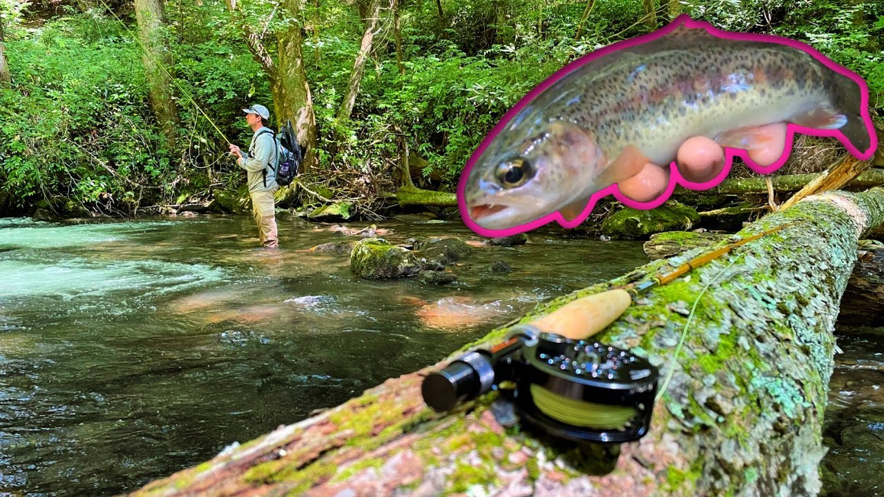 Wild River RAINBOWS on the FLY