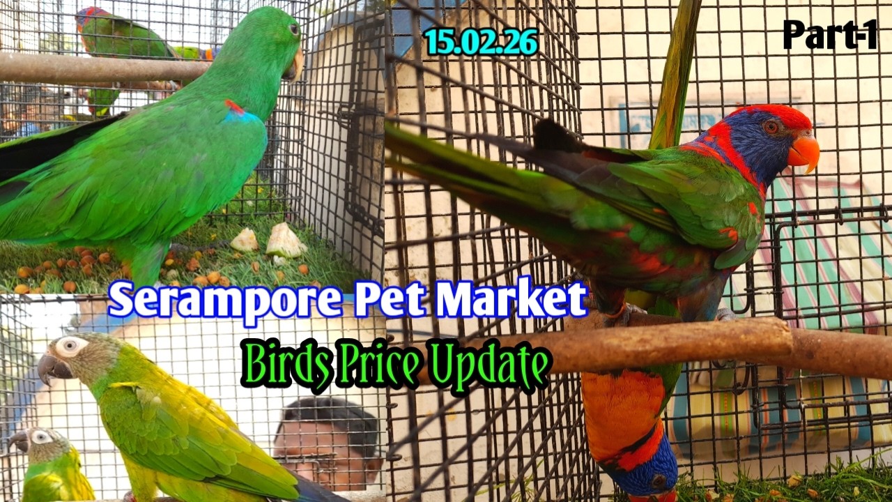 Recent Birds price update at Serampore Pet Market on 15.02.26 #pets #birds