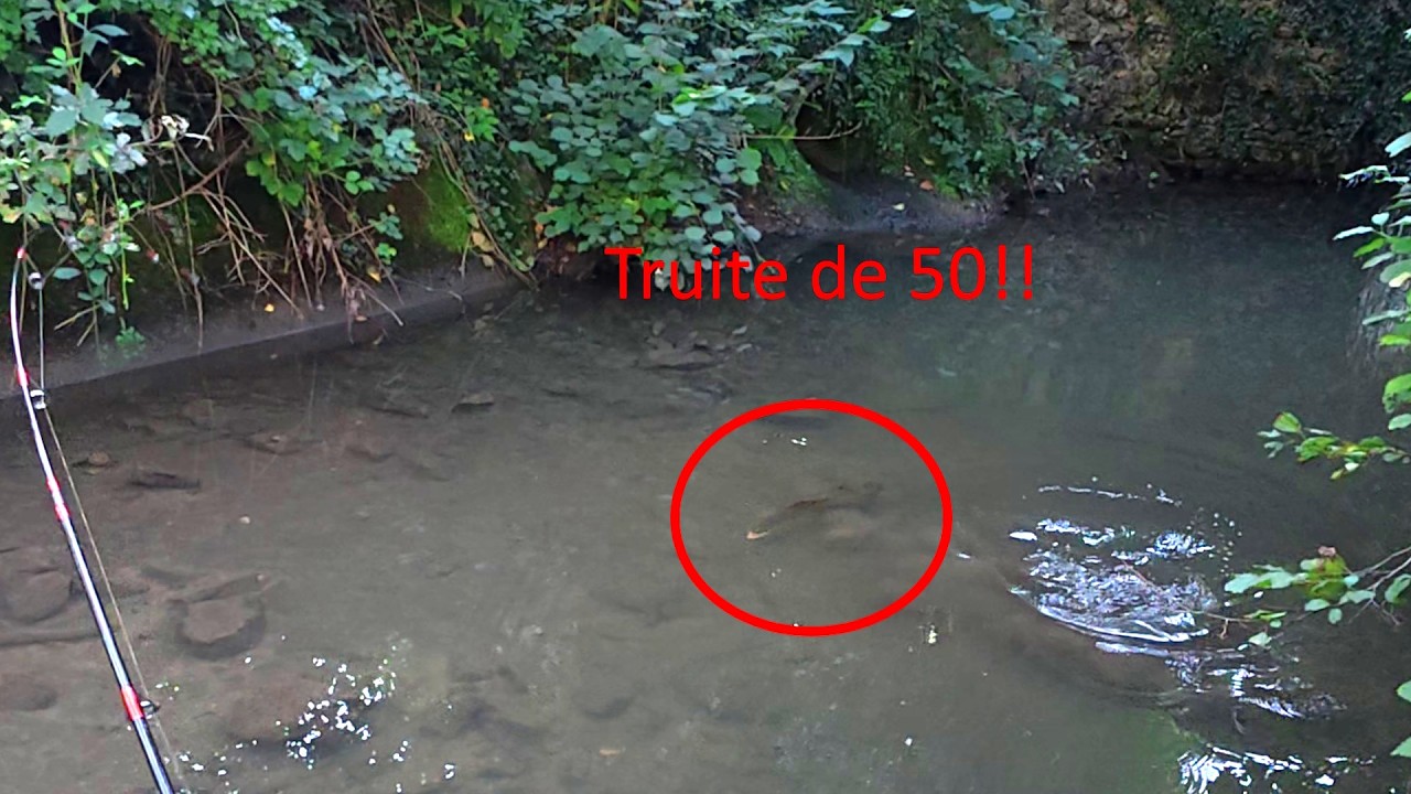 Elle était juste SOUS mes pieds ! Une truite monstre de 50cm prise à vue !