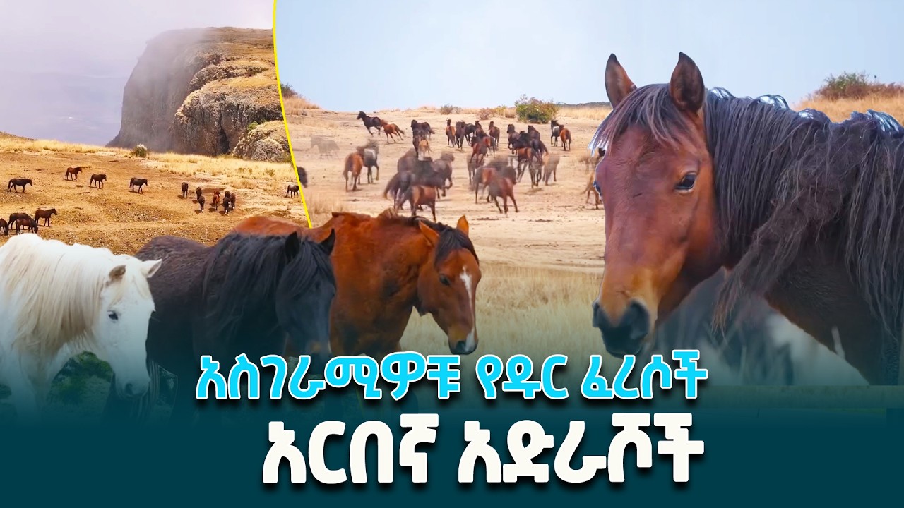 የቀድሞ አርበኞችን በጦር ሜዳ አድርሰው በዛው ተጠልለው የቀሩ በቁንዶዶ ተራሮች አምባ ላይ የሚገኙ  ብርቅዬ ፈረሶች @EthiopianNewsAgency
