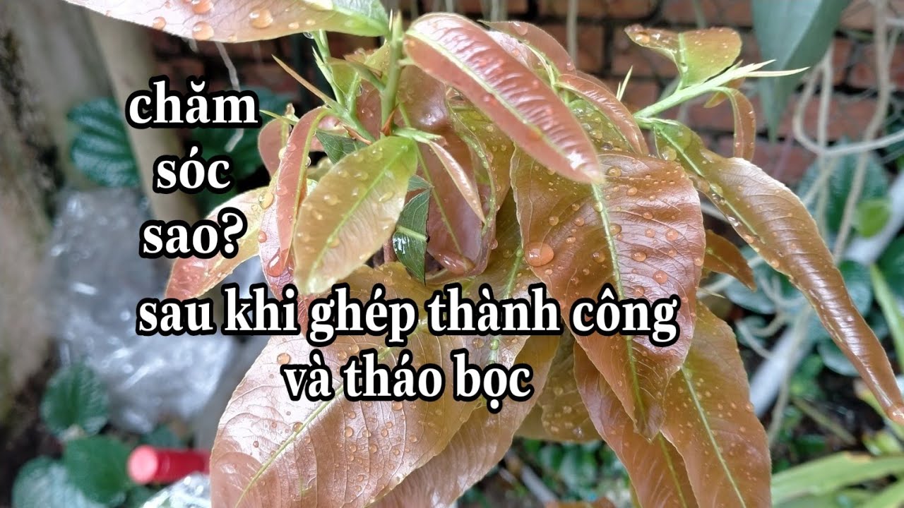 Chăm sóc phôi mai phát triển khỏe mạnh sau khi đã ghép thành công