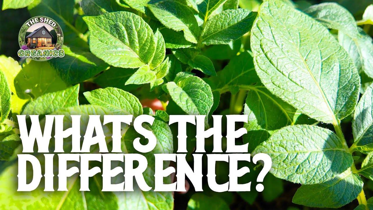 Determinate vs Indeterminate Potatoes