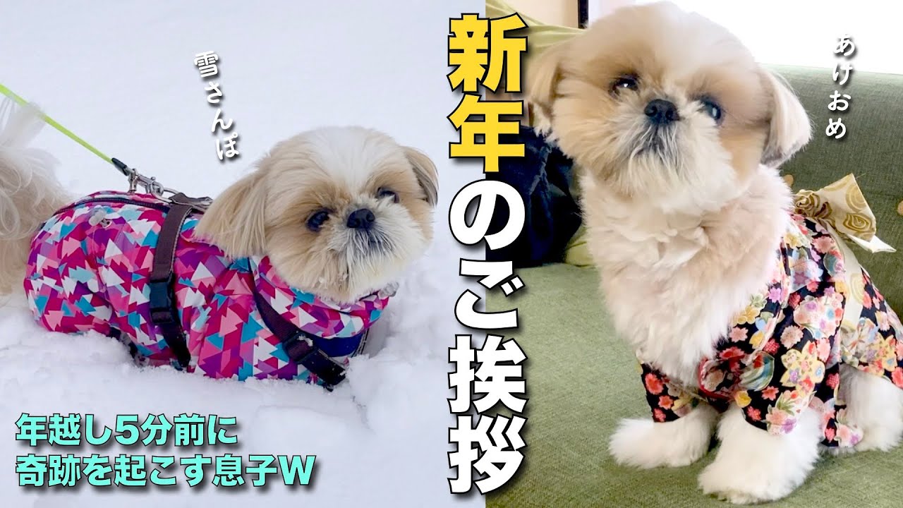 【シーズー】年末の雪さんぽから年越し5分前に奇跡を起こす息子まで、盛りだくさんでお届けします！www【422】