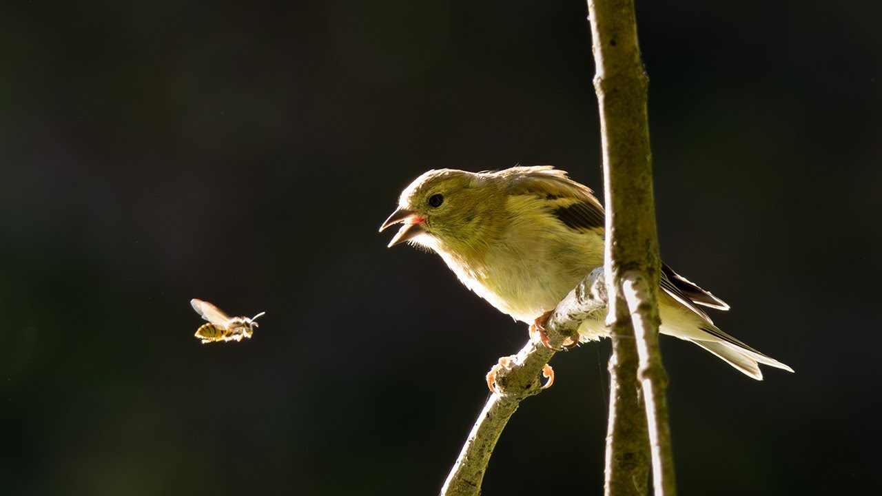 Birding with Canon R7 and RF100-400mm f5.6-8 is usm