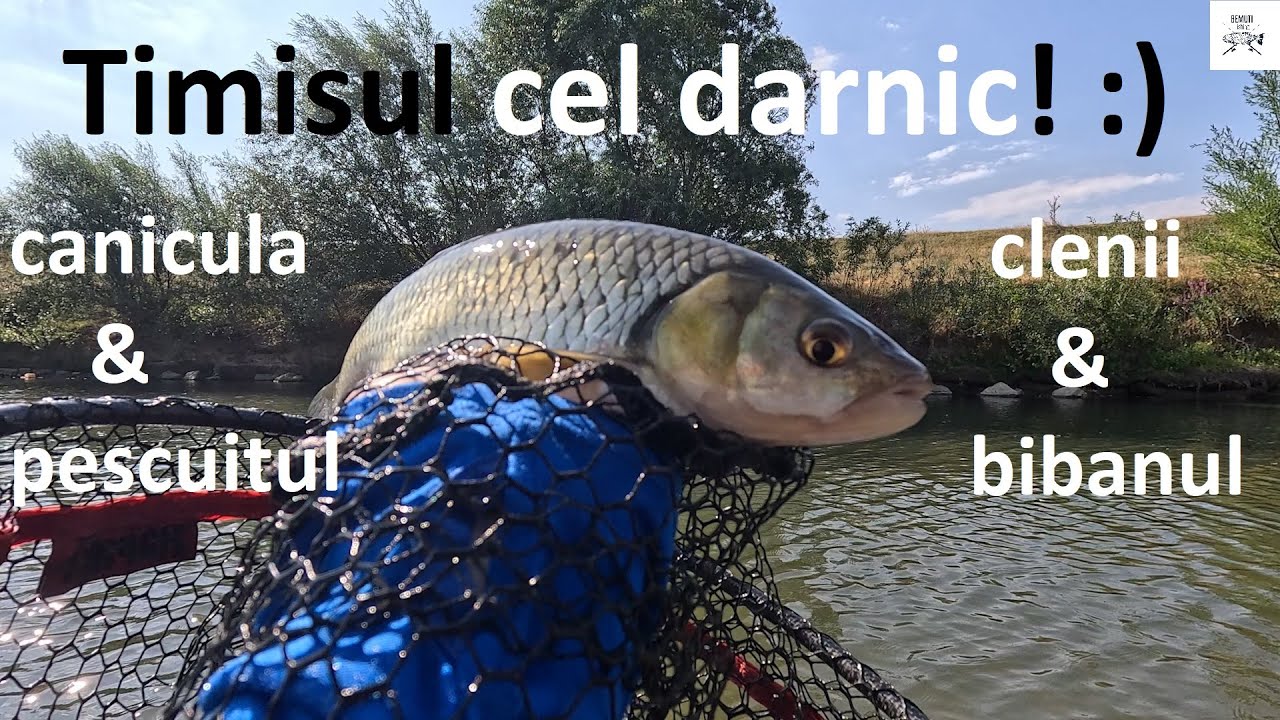 🎣 Râul Timiș, mereu darnic! Pescuit pe apă mică. 🎣