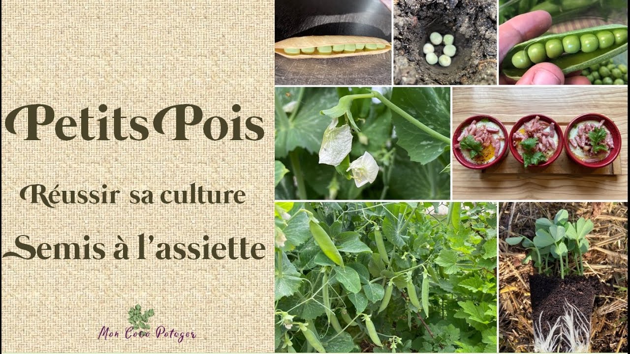 Petits Pois du semis à l'assiette