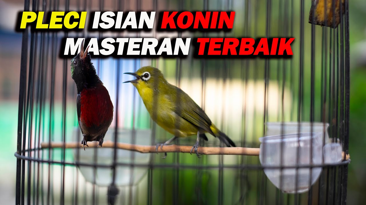 PLECI NEMBAK ISIAN KONIN ,MASTERAN PLECI TERBAIK