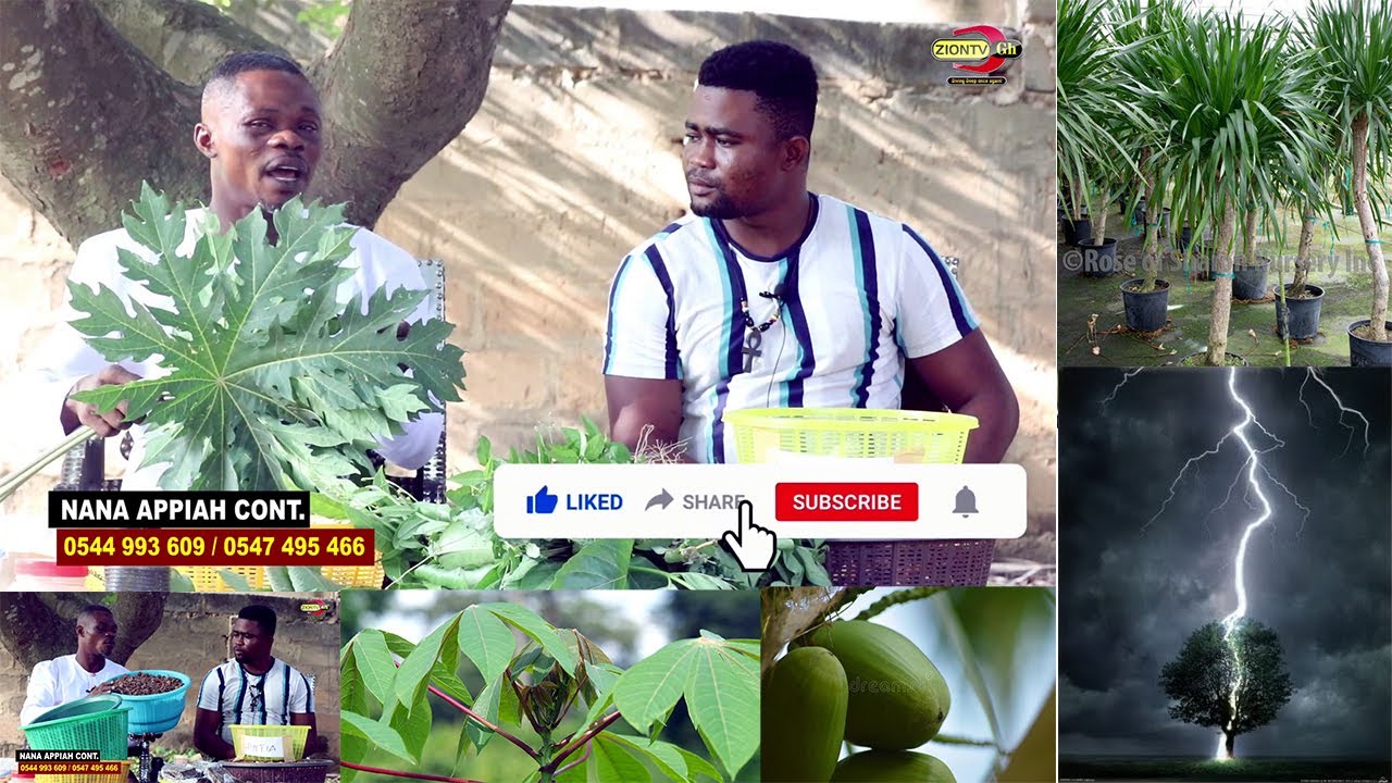 Dr. Nana Appiah teaching herbal medicines | WoW…Put this leaf in the house and you will be rich!
