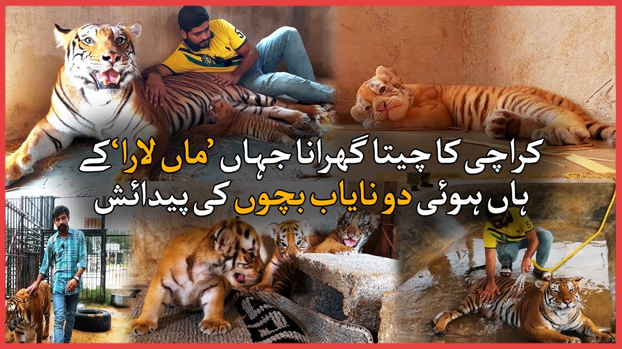 Tigress Lara birthed three cubs at Karachi's Simba Farm