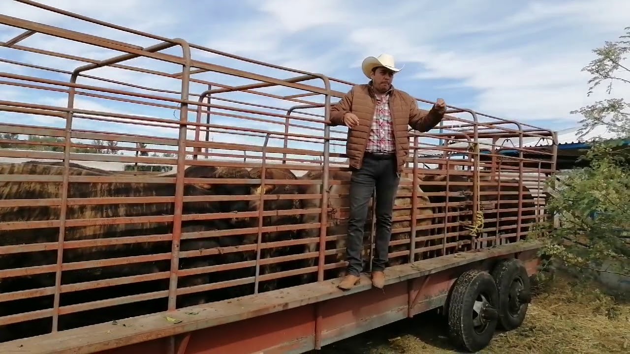 Tips para transportar ganado y no tengas perdidas o enfermedades/ reto TEXANA
