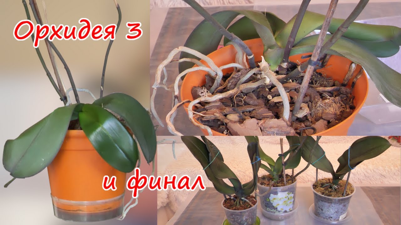 Гербарий 3. Зачистить корни орхидее. Подобрать правильный объем горшка и пересадить. Финал.