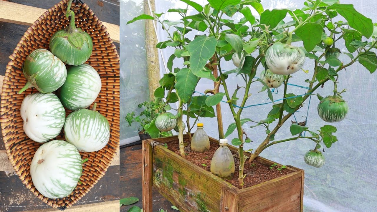 Growing eggplant from kitchen waste yields many surprises
