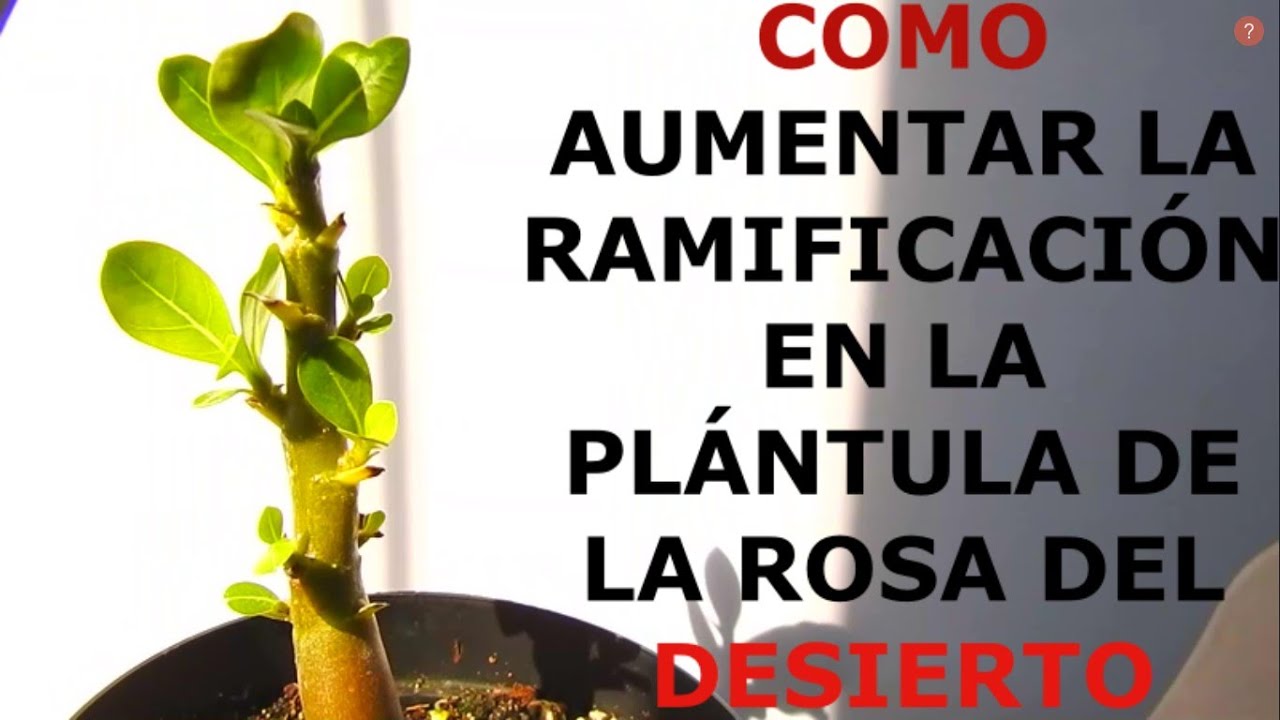 Cómo motivar la plántula de rosa del desierto a ramificar