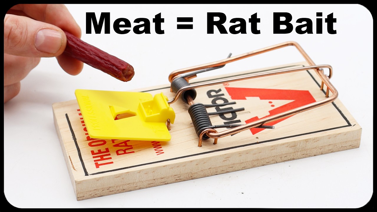 How To Catch More Rats - Why You Should Use Meat As Bait.