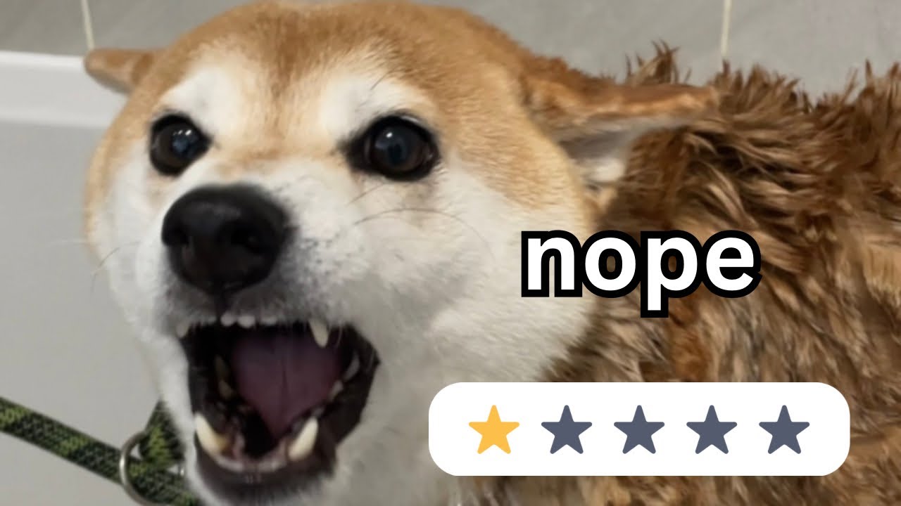 The absolute WORST dog breed 👀