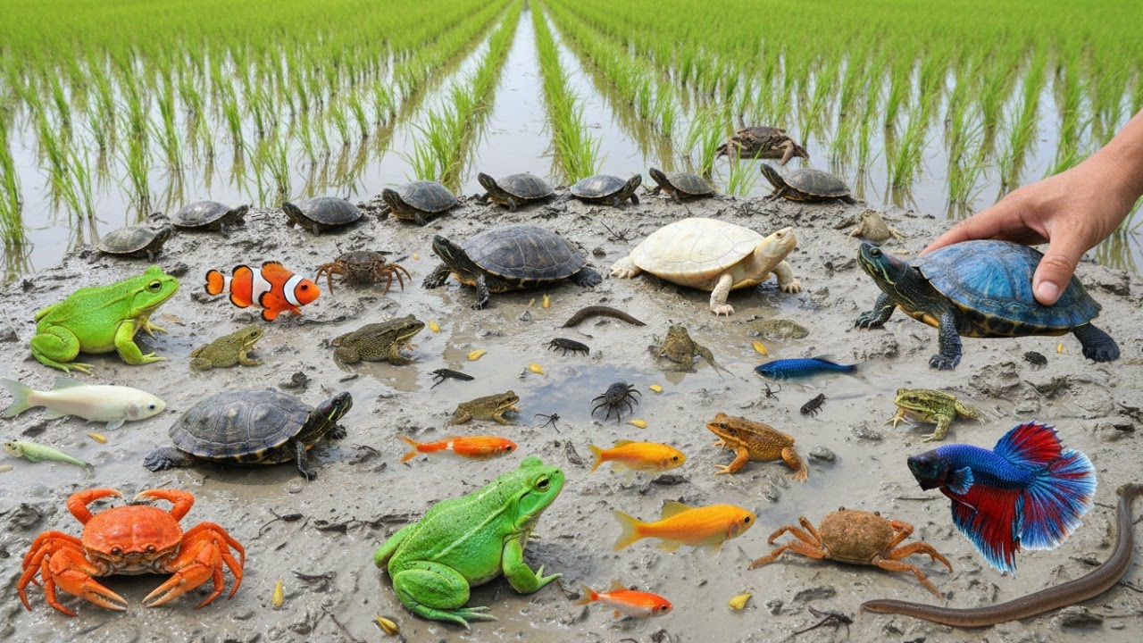 Unbelievable POV Catch & Release | Frogs, Fish, Crabs & Turtles in the Wild