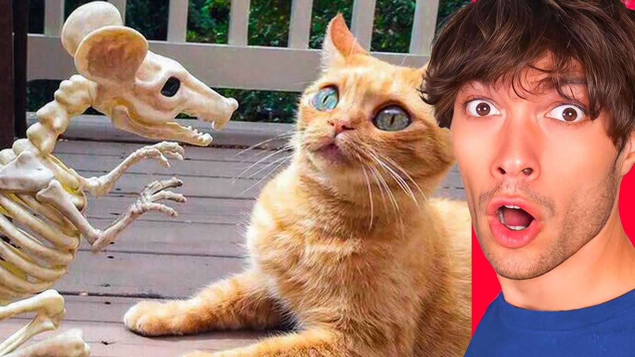 Ces ANIMAUX sont les plus DROLES !! (impossible de pas rire !)