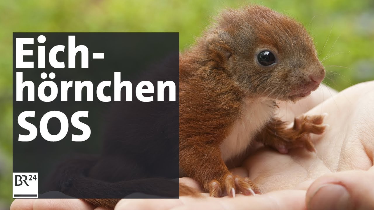 Wenig Wasser, wenig Nahrung: Die Münchner Eichhörnchen-Retter | BR24