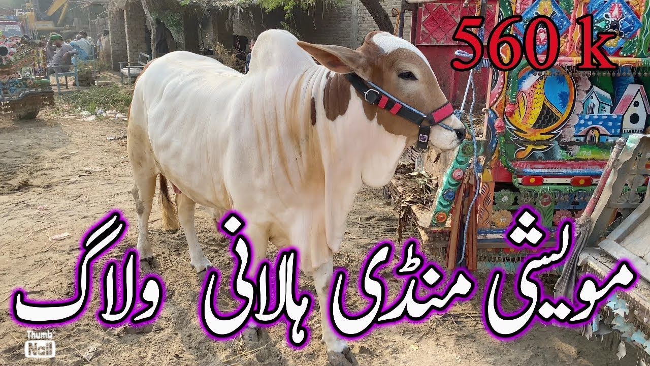 Halani cow mandi latest update || Halani mandi || Qurbani ke janwar @Vet Asad ullah