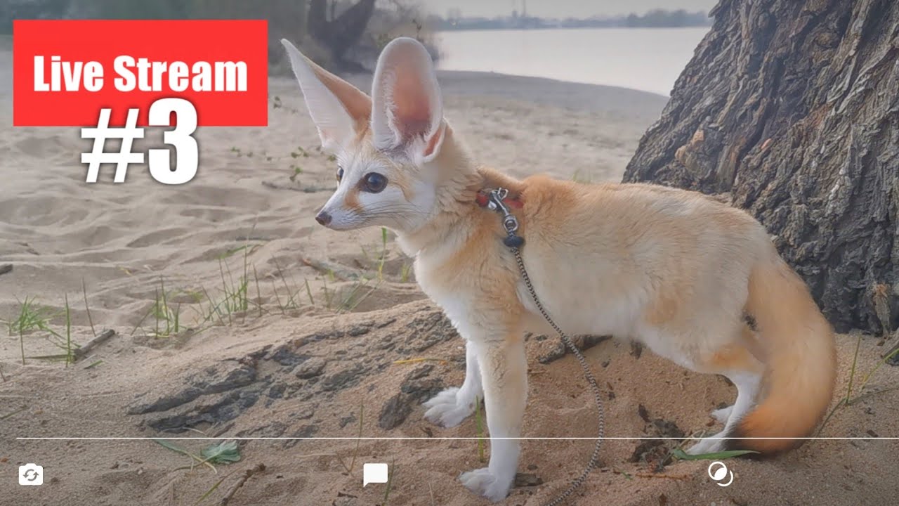 Djinn's Live Stream: At the Beach