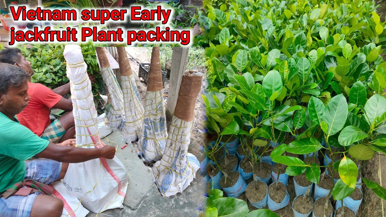 Vietnam super Early jackfruit plant Best quality Plant All over India supply || New // video