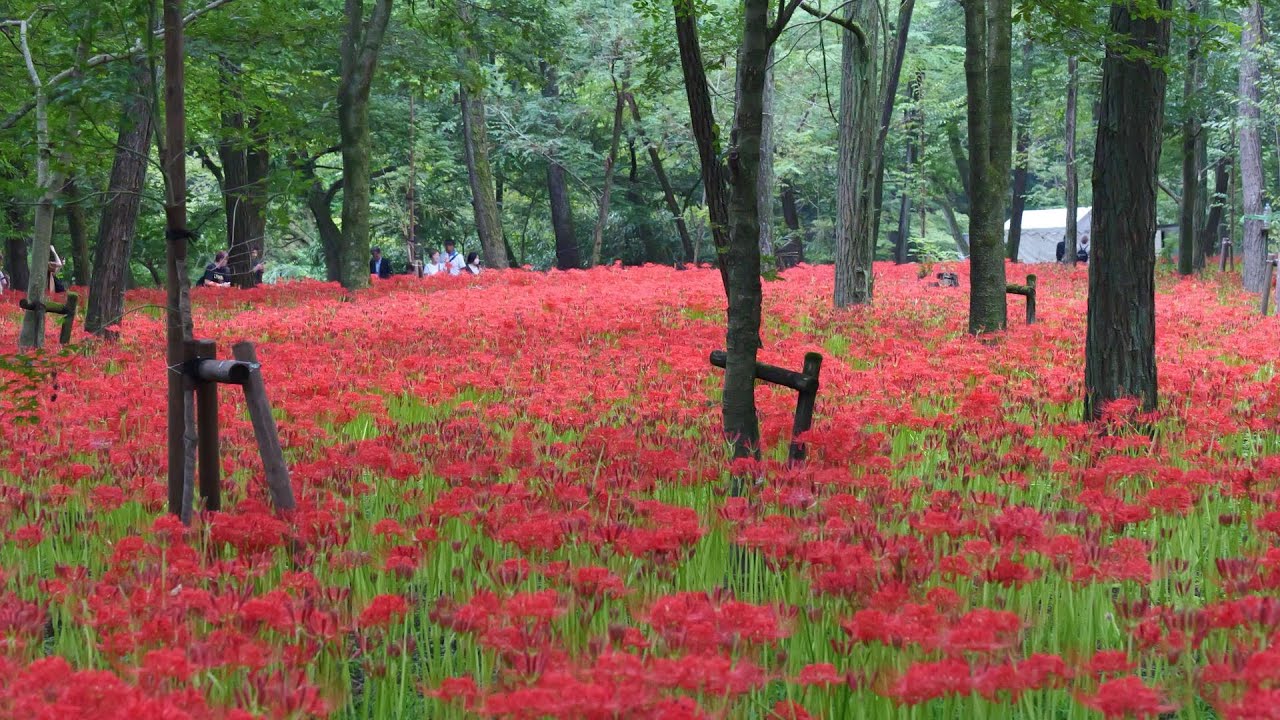 巾着田曼珠沙華まつり　2024.09.27　埼玉県日高市　めざせ楽々お花見学