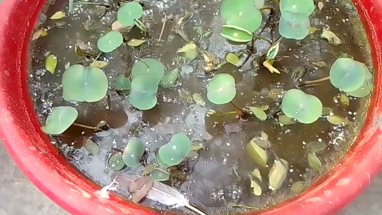 পদ্ম টিউবার গুলো বাড়তে শুরু করেছে,