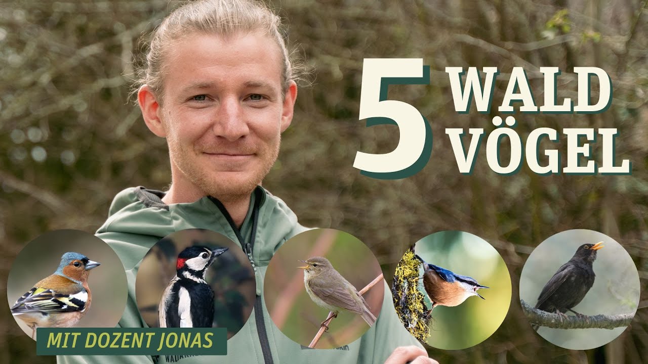 5 Waldv&ouml;gel, die du kennen solltest!