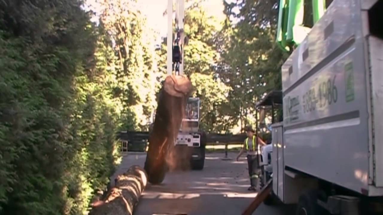 Eagle West Crane   Mark Center Tree Removal