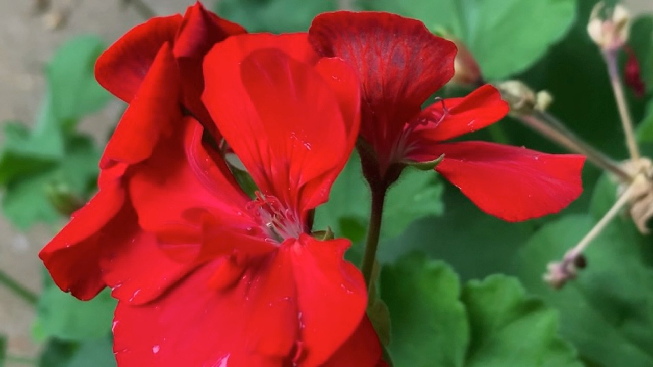 Red Geranium in Bloom 🌺 | A Calming Flower Film for stress relief #RedGeranium #Geranium #Flower