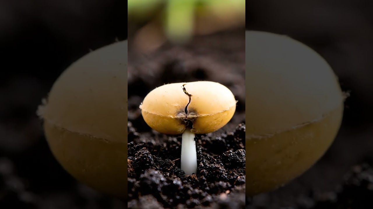 🌱 Kedelai Berubah Jadi Kecambah Dalam 8 Detik! #garden #plants #timelapse #shorts