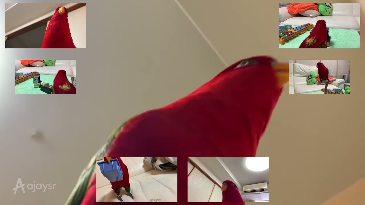 Red birb 