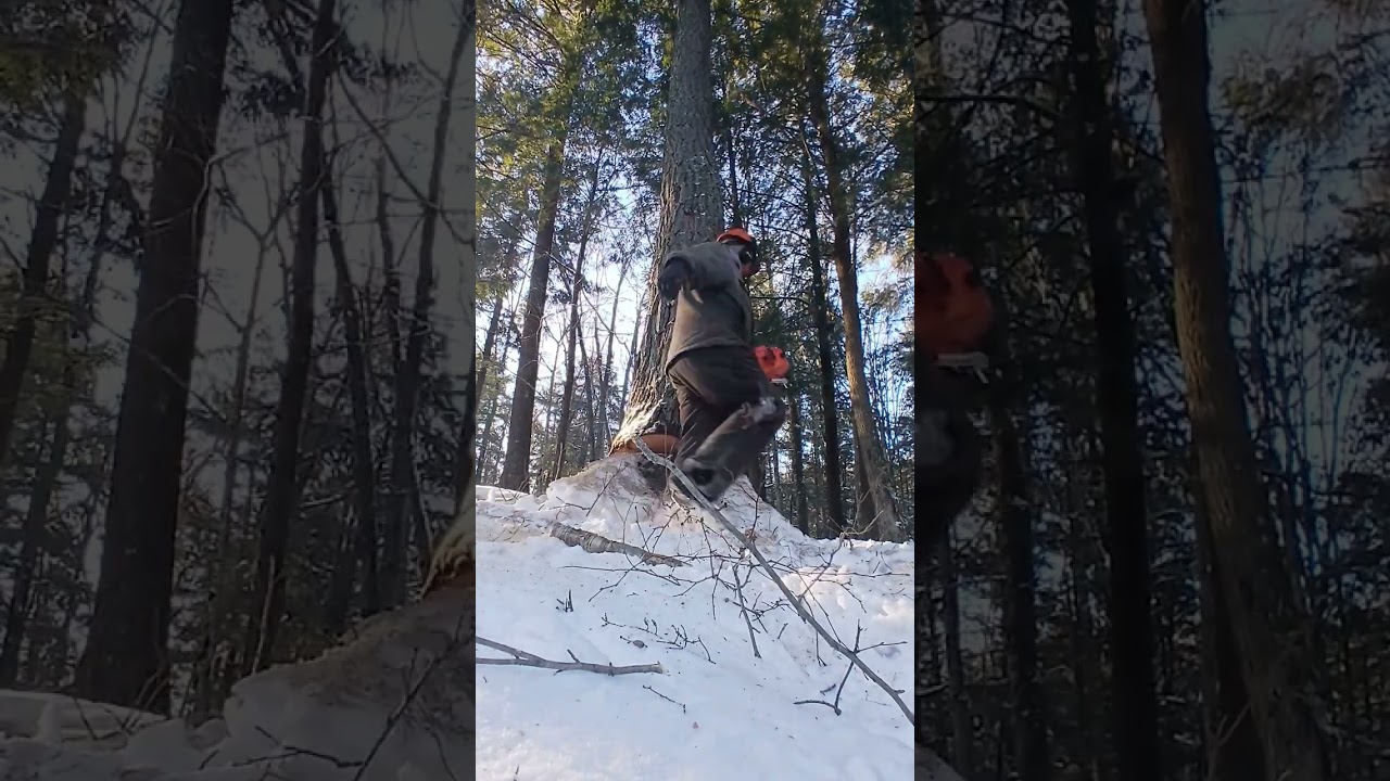 Winter logging Hemlock tree puts up a good fight💪 #shorts  #lumberjack #chainsaw #logger #Echo