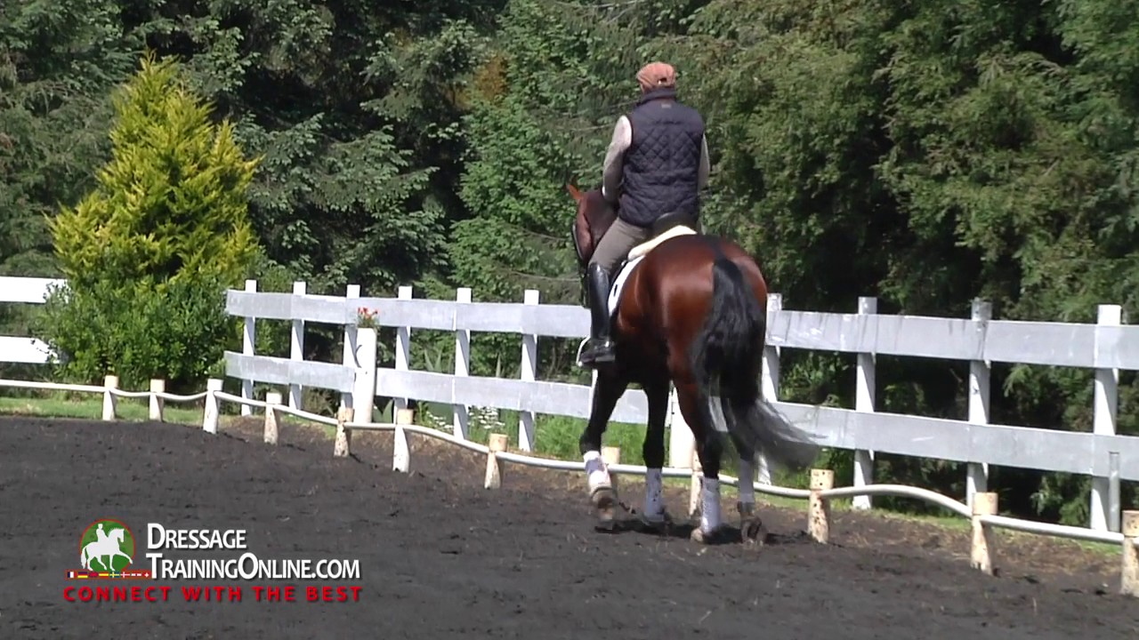 Dressage training focused on how to train a four year old on the basics