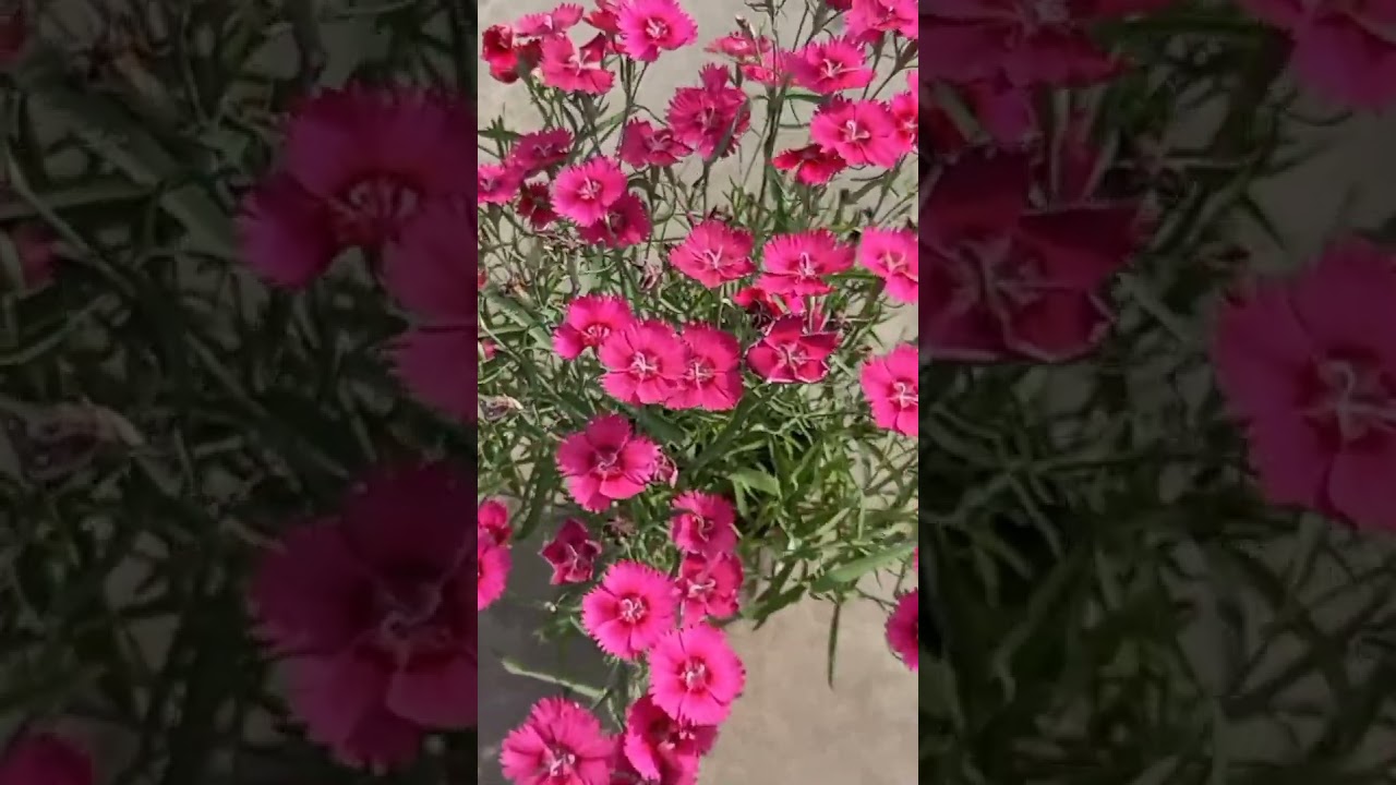 Baby Doll / Dianthus #shorts #flowers #rooftop #gardening