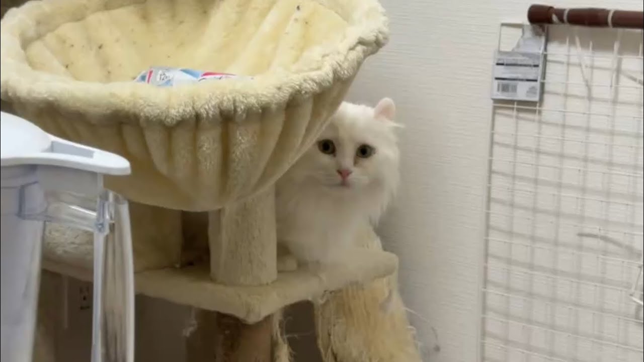 引越し祝いに行くよ