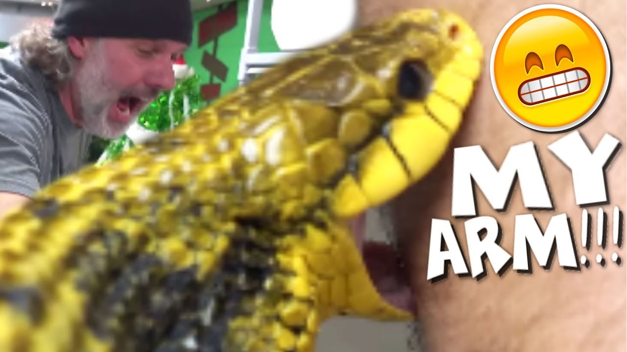 SNAKE BITES AND SNAKE FACTS with CHEWY **hilarious** | BRIAN BARCZYK