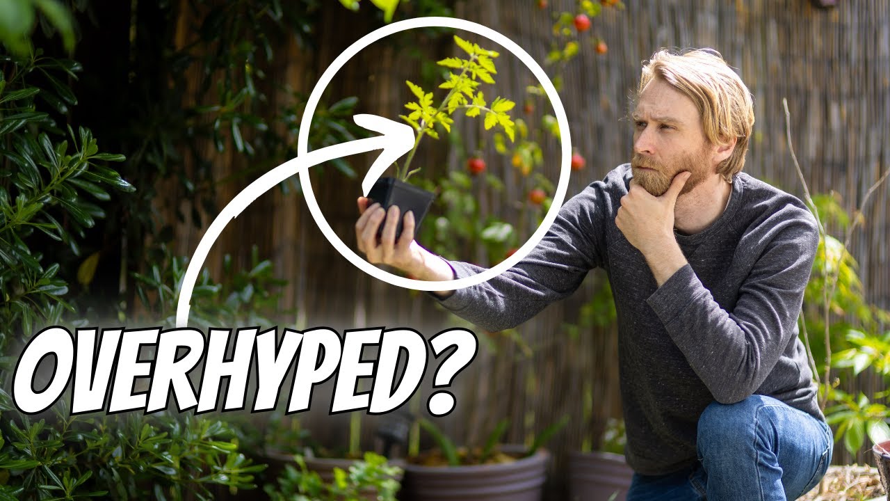 Tomato Grafting: Overhyped 