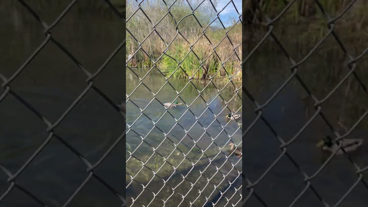 ПОТАЩИЛ ЕЁ В КУСТЫ НЕГОДНИК  ...