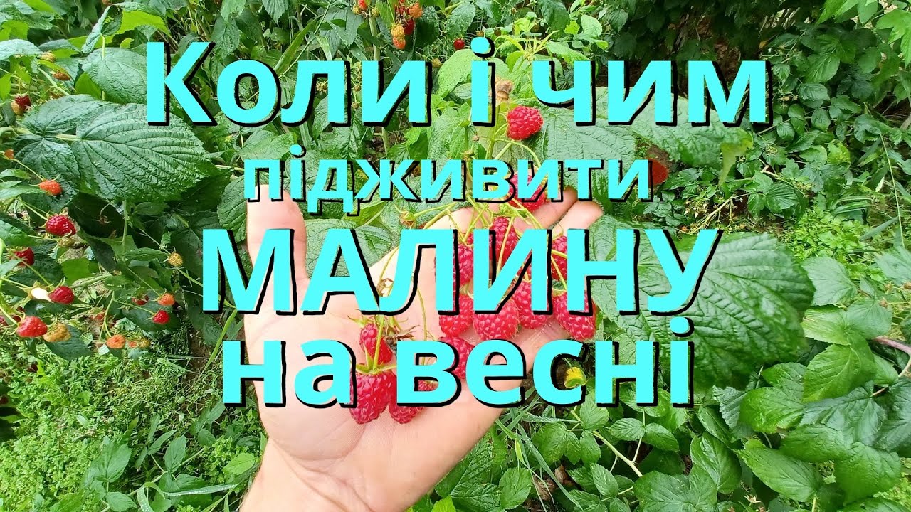 Підживлення малини весною. Коли і чим підживити малину. Весняне підживлення малини. Удобрения малины