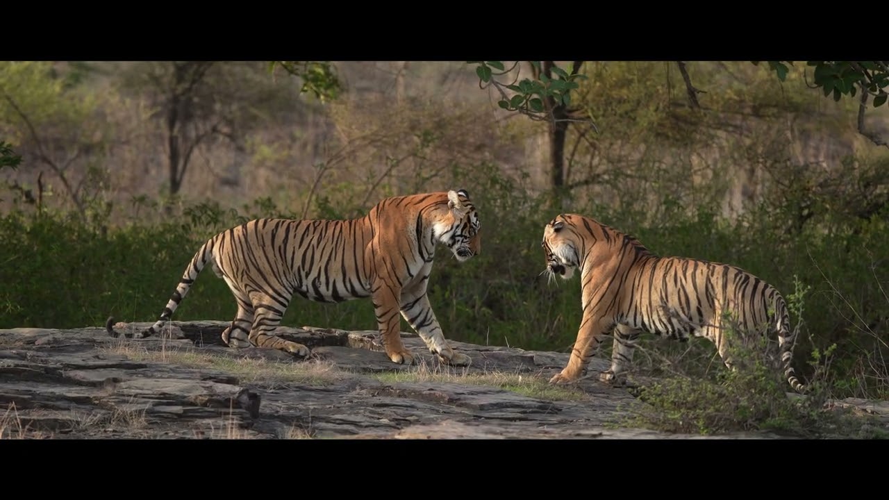 Ranthambore: A Striped Kingdom 🐅 | Tigers of India in 4K Cinematic Glory
