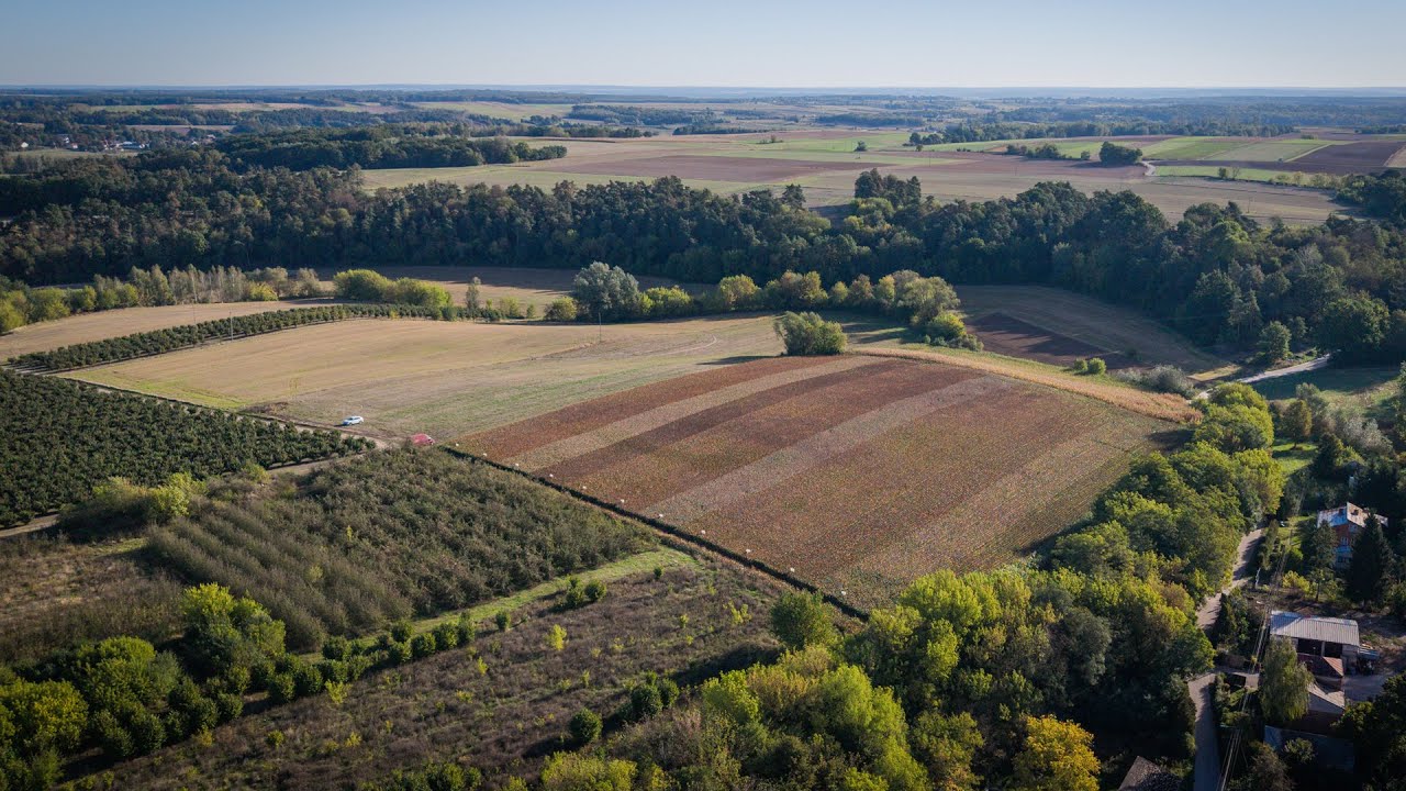 Odmiany sorgo na ziarno i kiszonkę ☀️🌿 Sorgo RAGT do uprawy w Polsce #sorgo #rolnictwo