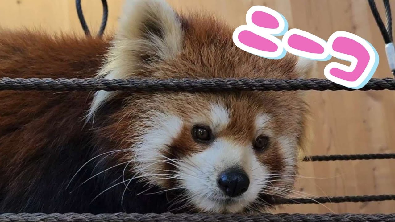 【カメラを覗き込むレッサーパンダのニーコ、他・・・】～Nishiyama Zoo red pandas～