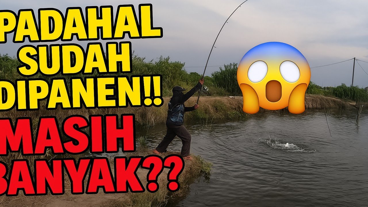 Mancing Ngotrek⁉️Ternyata Ikan Masih Banyak‼️