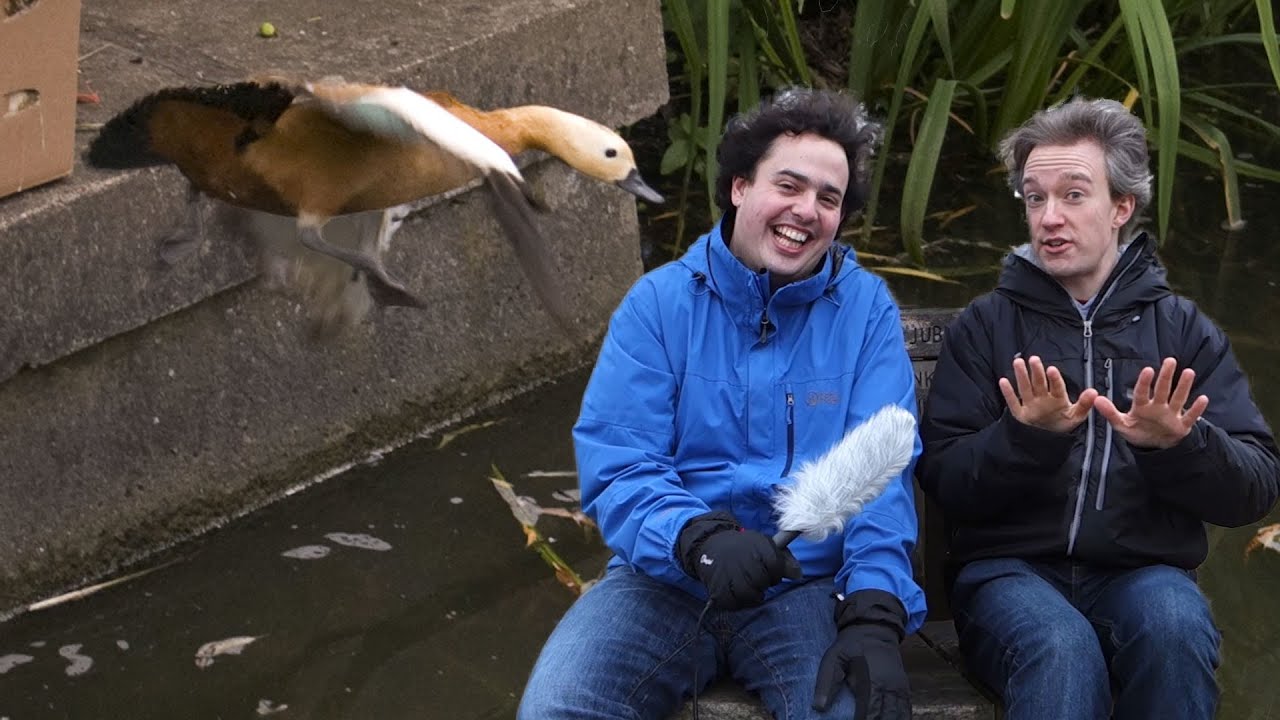 That Time We Bought A Pair Of Ducks