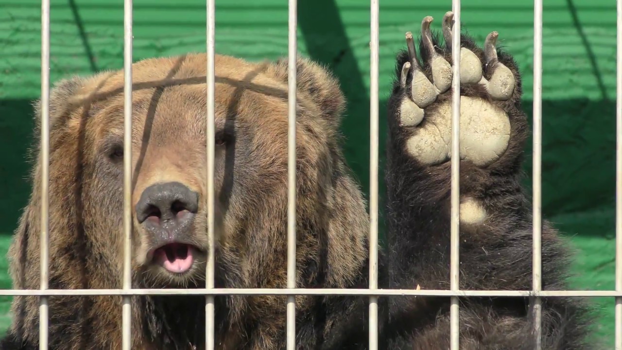 ヒグマのおやつタイム (東武動物公園) 2018年3月31日