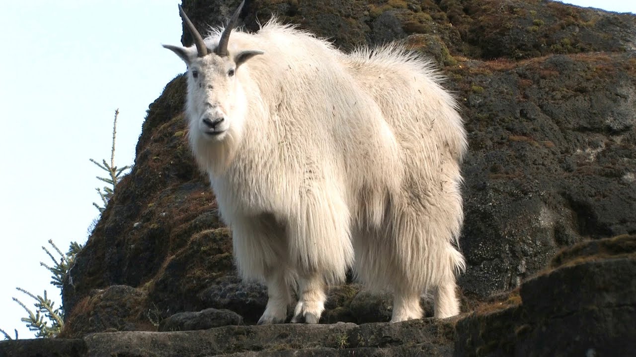 Mountain Goats Aren&rsquo;t Actually Goats | National Geographic